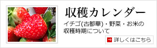 収穫カレンダー（イチゴ（古都華）・野菜・お米の収穫時期について）